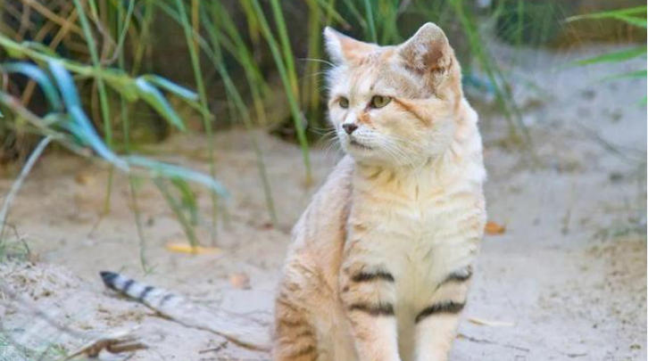 1770258335238916.jpg 寵物.jpg